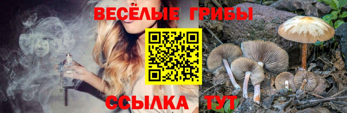 Камень-на-Оби  Псилоцибиновые грибы Magic Shrooms  Вход с VPN 